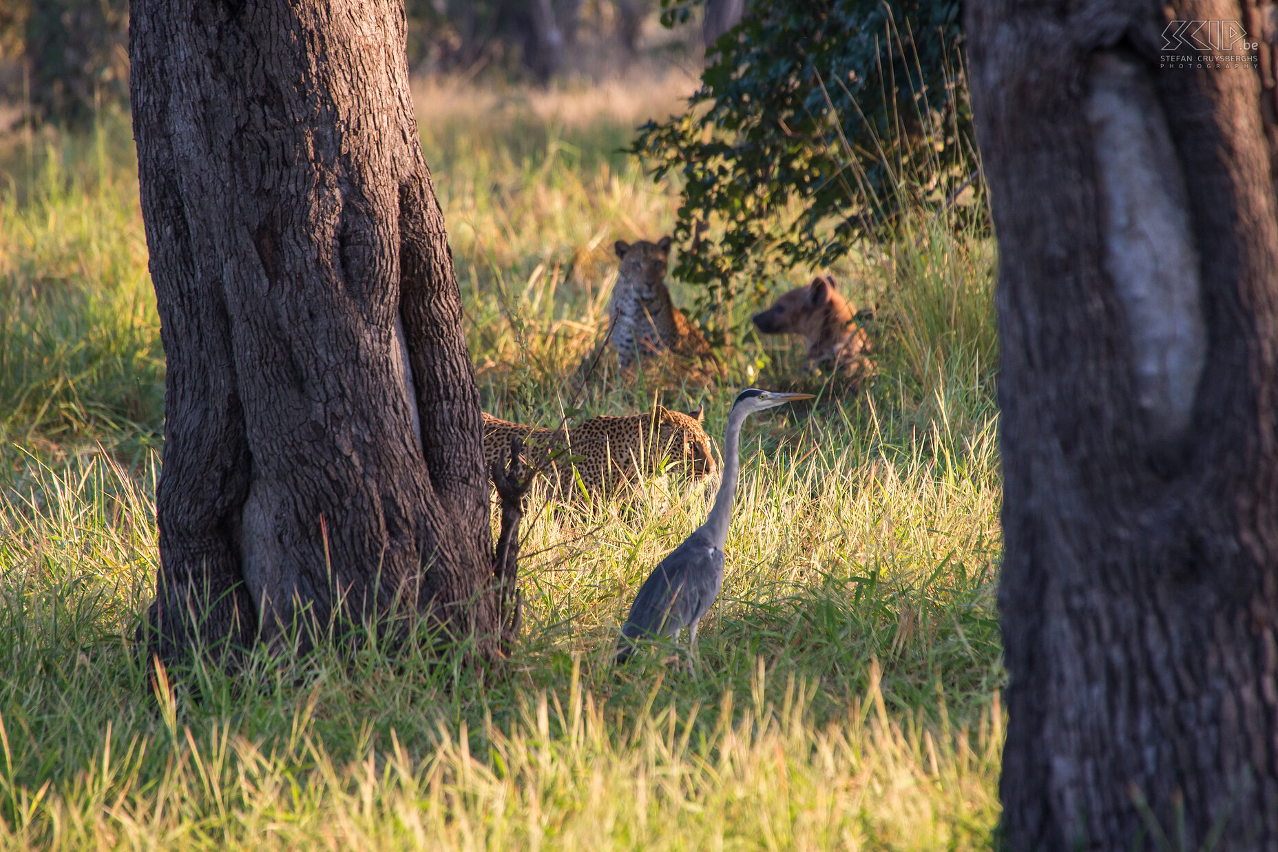 South Luangwa - Luipaarden, hyena en blauwe reiger De volgende ochtend zien we al snel 2 luipaarden, waarschijnlijk broertjes. Ook een hyena komt er gewoon bij zitten. Dit is vrij ongewoon want luipaarden en hyena’s zijn natuurlijke vijanden en meestal leven luipaarden solitair. Een reiger is ook vlakbij en ik slaag er dan ook in om ze allemaal samen op één foto te krijgen. Stefan Cruysberghs